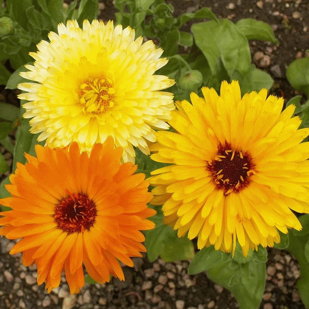 Calendula Seeds - 100 Organic Seeds - Pacific Beauty Variety - Calendula officinalis - Vibrant Orange and Yellow Blooms