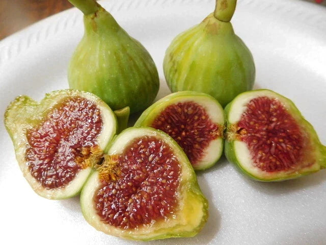 15 Cuttings Vasillika Sika Fig Tree Ficus carica for Rooting - Premium Quality for Garden Propagation