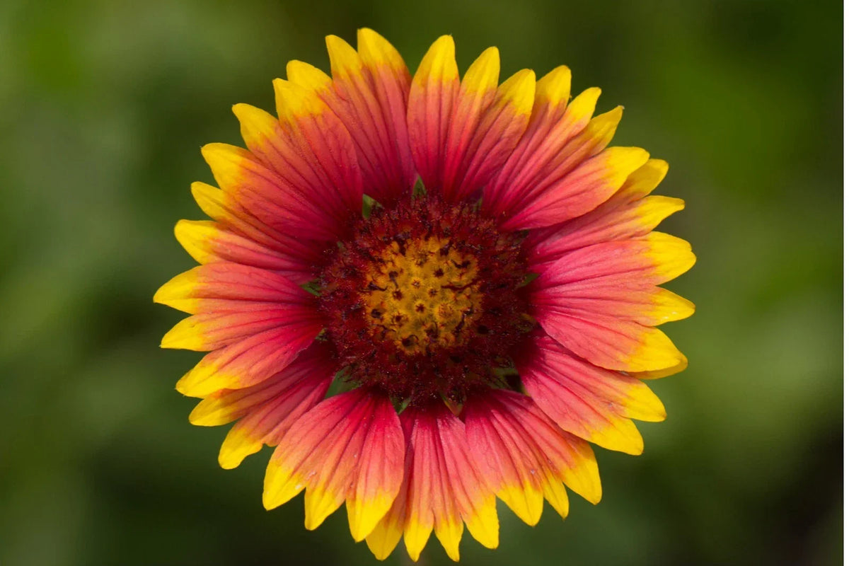 Indian Blanket Flower Seeds - 100+ Perennial Wildflower - Gaillardia pulchella - Vibrant Red & Yellow Blooms for Gardens