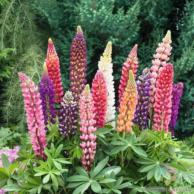 25+ Russell Mix Lupine Seeds - Colorful Perennial Variety - Lupinus polyphyllus - USA Grown, Non-GMO, Attracts Pollinators