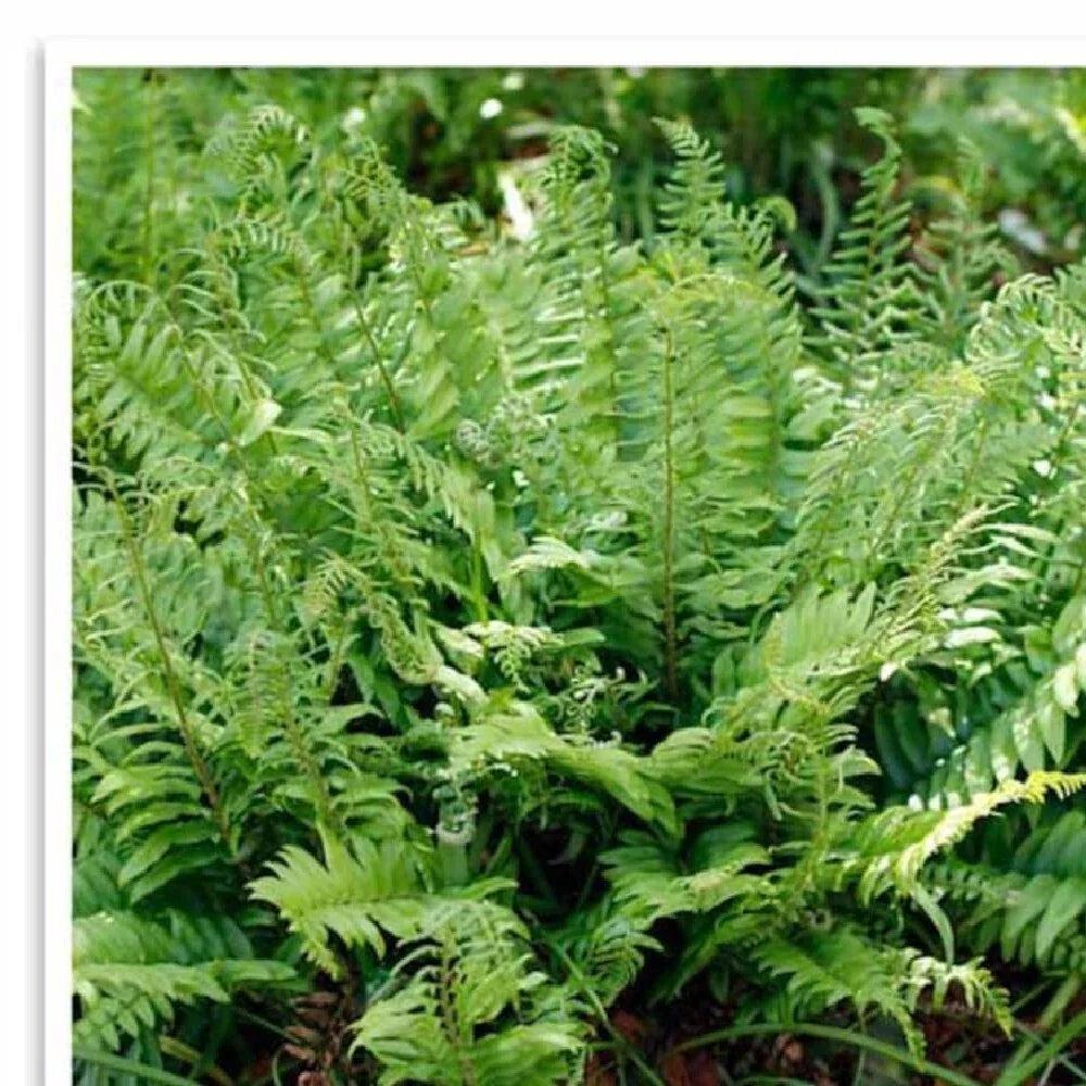 Christmas Fern 20 Bare Root Plants | Polystichum Acrostichoides | Evergreen Perennial for Shade Gardens