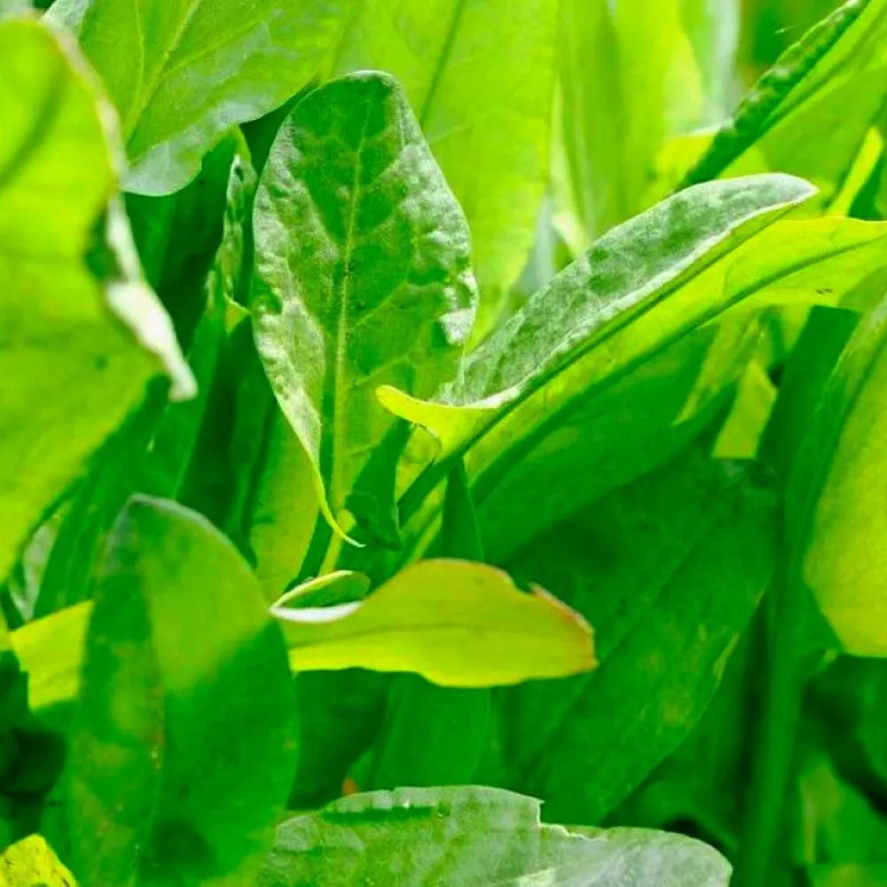 Large Leaf Sorrel Herb Seeds | NON-GMO Heirloom | Rumex acetosa | Fresh Culinary Herb Seeds for Garden and Cooking