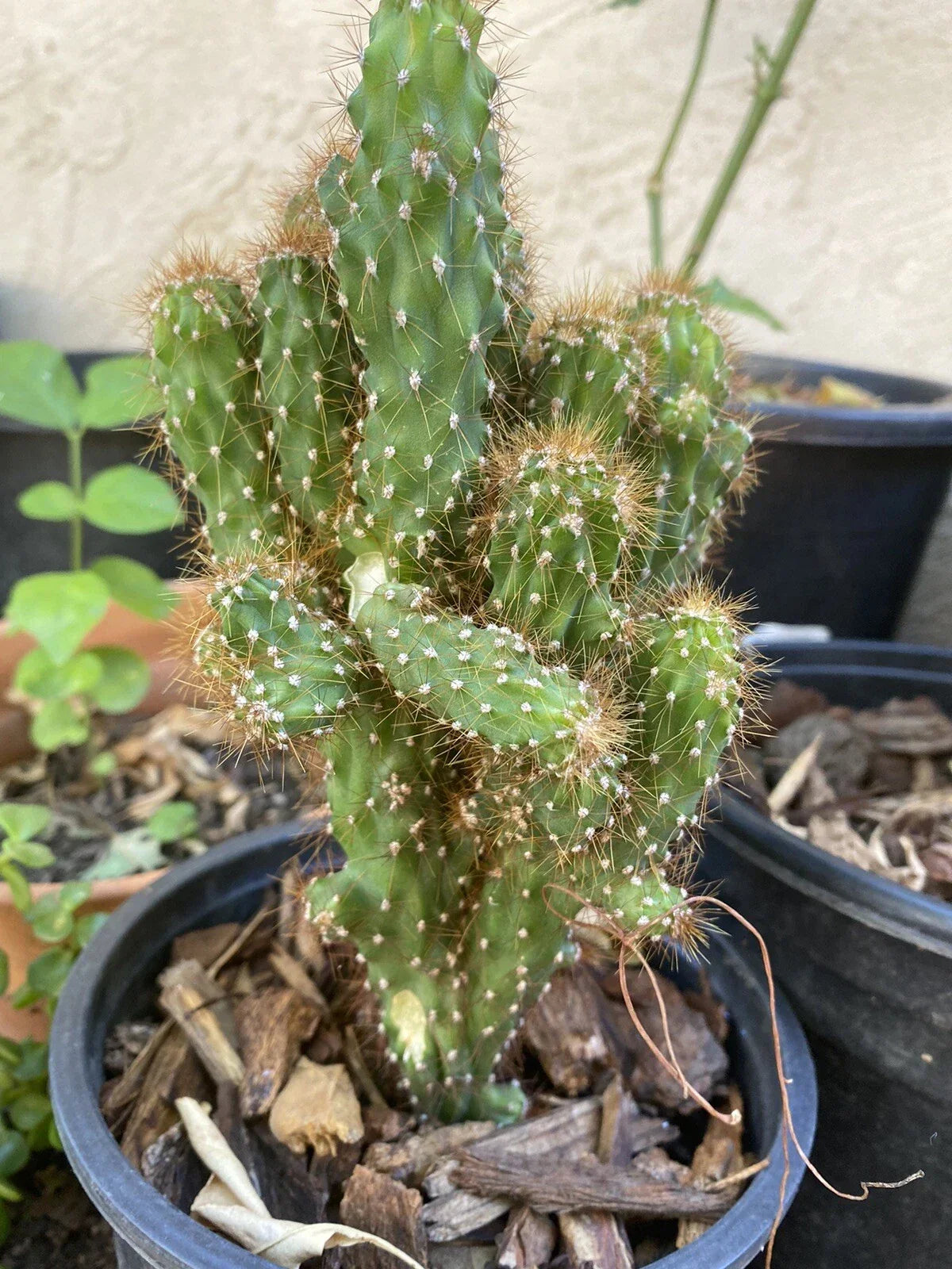 Cereus Monstrosus Cutting | Sculptural Cactus | Hardy Indoor/Outdoor Plant | Cereus peruvianus var. monstrosus
