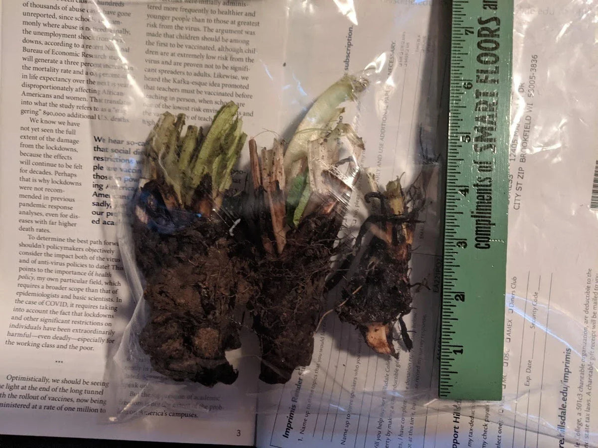 Comfrey Root Crowns - Organic Fertilizer for Pollinators - Symphytum officinale - Ready to Plant Crowns for Composting