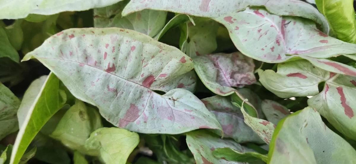 Syngonium Plant - Starter Pink Speckled Arrowhead Vine - Syngonium podophyllum - Live Houseplant for Home Decor