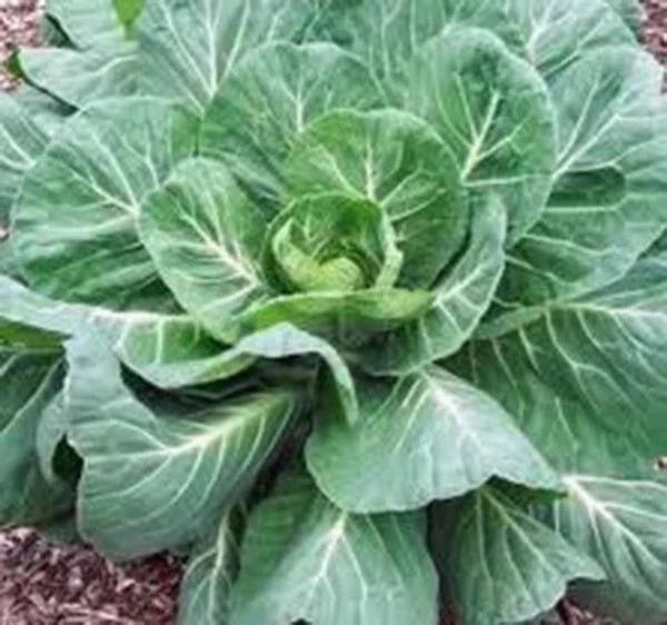 Collard Greens Seeds 50+ Heirloom Georgia Southern Non-GMO Brassica oleracea var. viridis for Home Gardening