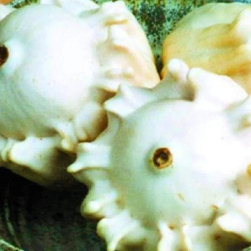 Heirloom Gourd Seeds | Non-GMO Crown of Thorns | Unique Decorative Variety | Lagenaria siceraria