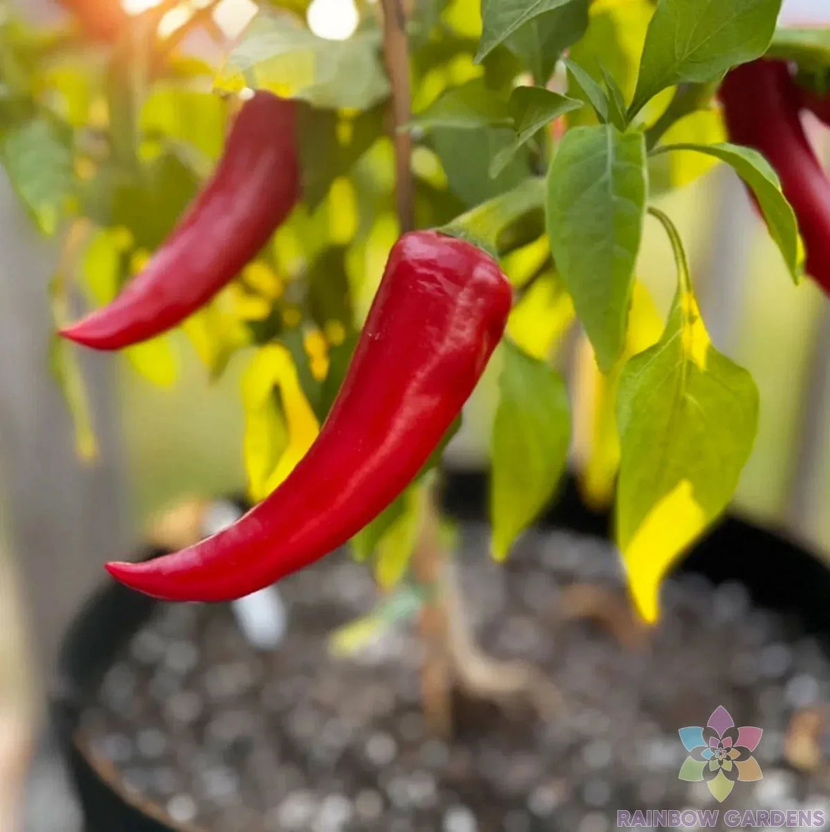 Mirasol Chile Hot Pepper Seeds - 25+ Pack - Capsicum annuum - USA Grown for Garden Planting
