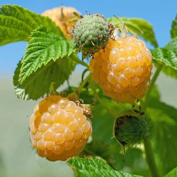 Fall Gold Raspberry Plant - Organic Rooted Variety with Gold Berries, Rubus idaeus, Ever-Bearing for Zones 3-8