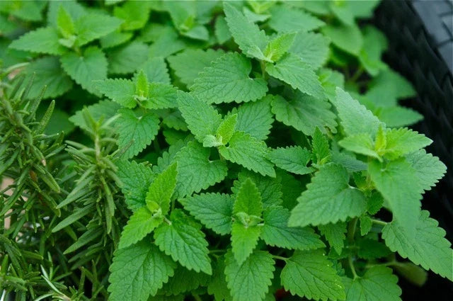 Catnip Seeds - 1000+ Organic Nepeta cataria - Non-GMO Herb Seed for Cats - Easy to Grow Indoor/Outdoor Herb Garden