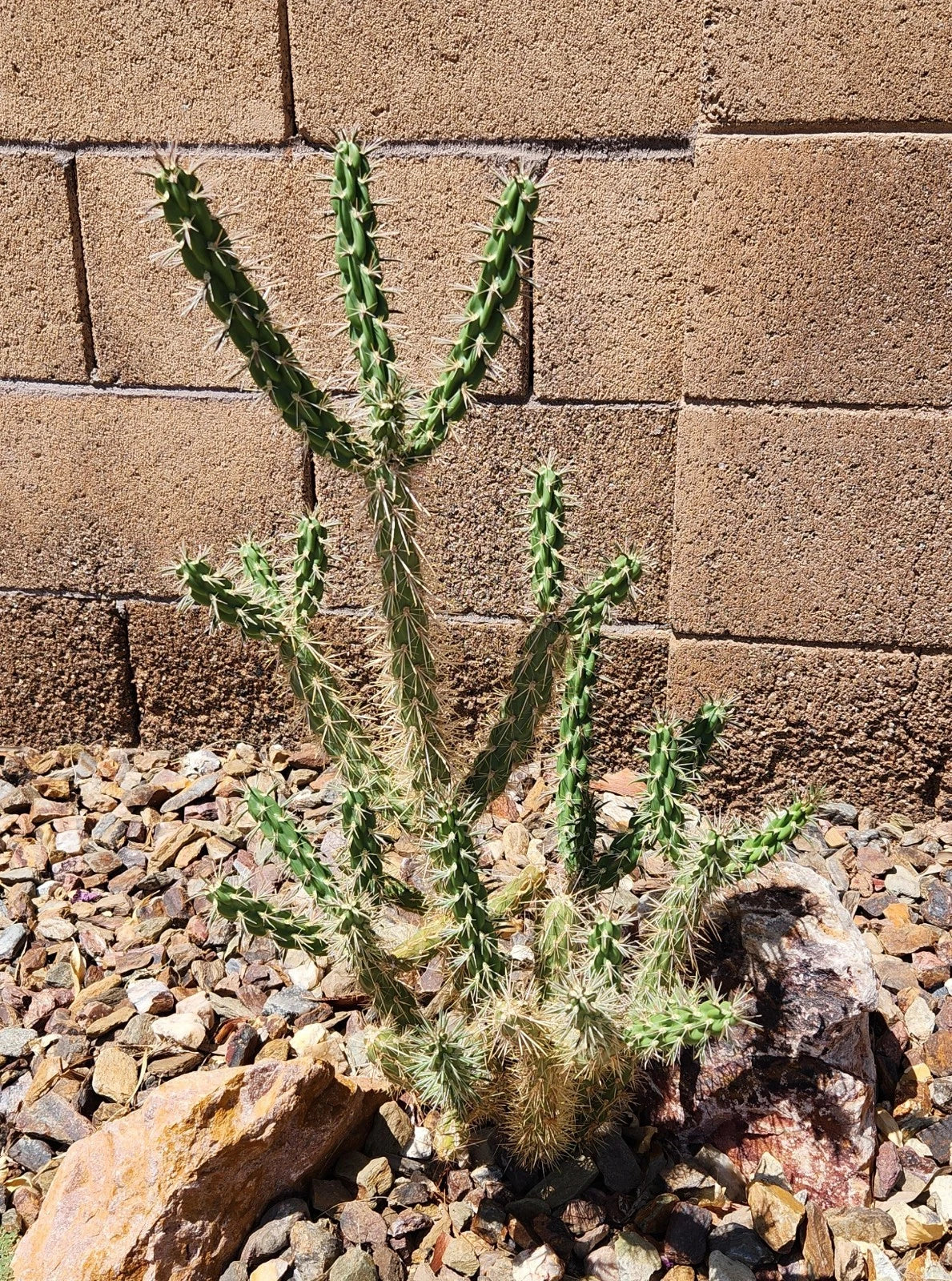 Live Cactus Cutting - Tree Cholla - Cylindropuntia Imbricata - Drought Tolerant Succulent - Native to New Mexico