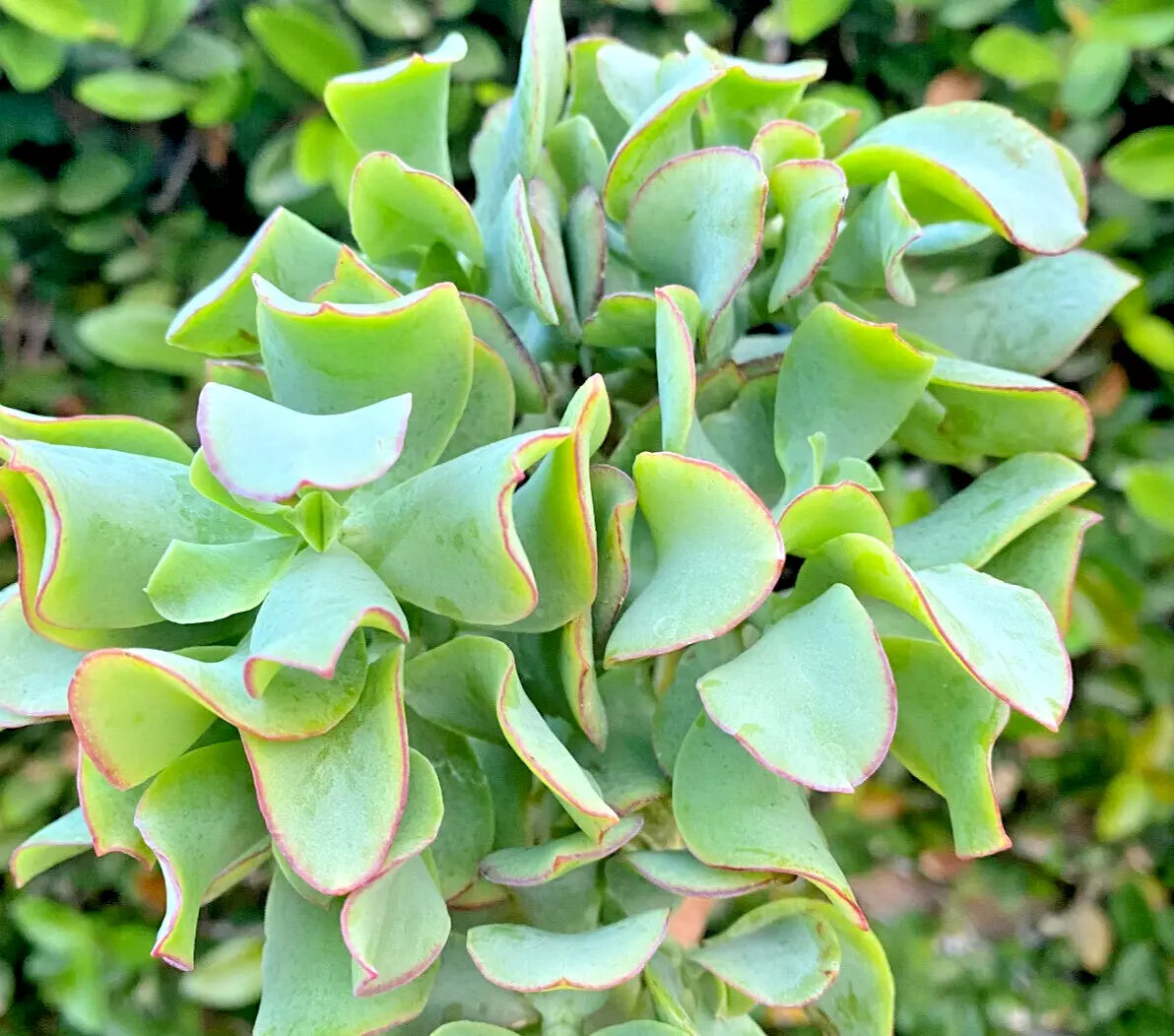 Succulent 3" Ripple Jade Plant - Crassula Arborescens Undulatifolia with Blue-Green Wavy Foliage, Easy Care for Indoors & Outdoors