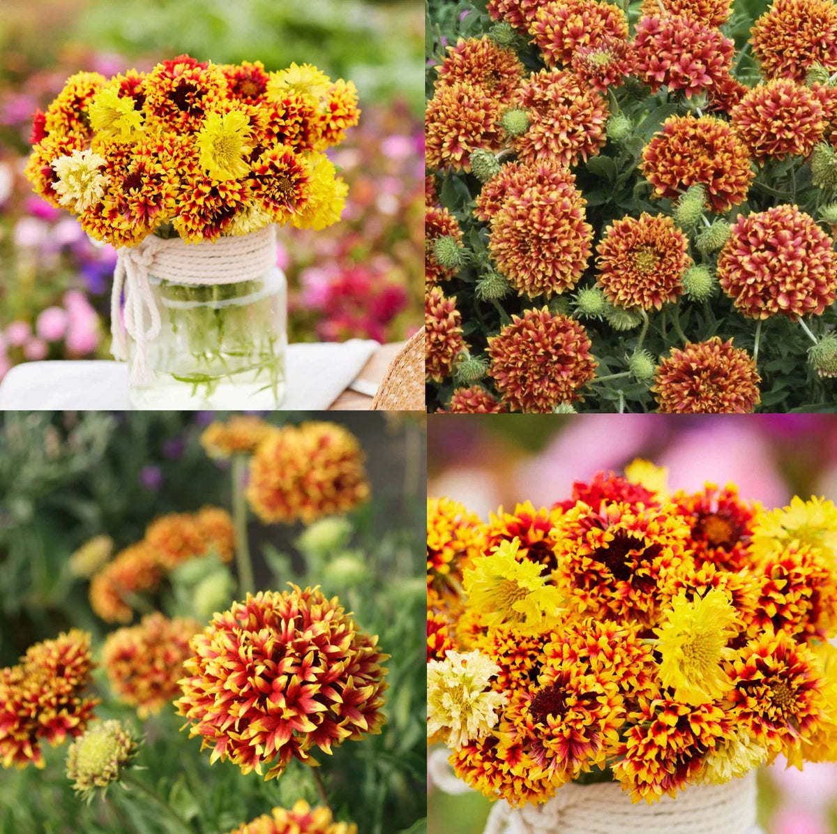 Blanket Flower Seeds - 50 Bi-Color Sundance Gaillardia - Native Non-GMO Wildflower Seeds for Eco-Friendly Gardens