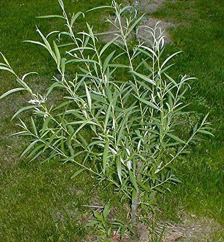 Jumbo Hybrid Willow Tree Cuttings - 12 Count - Thick Root Stock - Salix × sepulcralis - Fast-Growing, Ideal for Privacy Screens