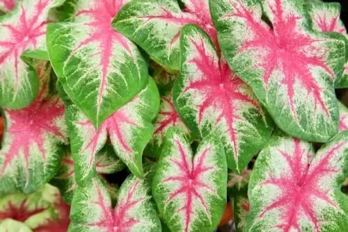 Caladium Bulbs 6 Pack - Kathleen Variety - Perennial Elephant Ears - Caladium bicolor - Ideal for Planting in Shade