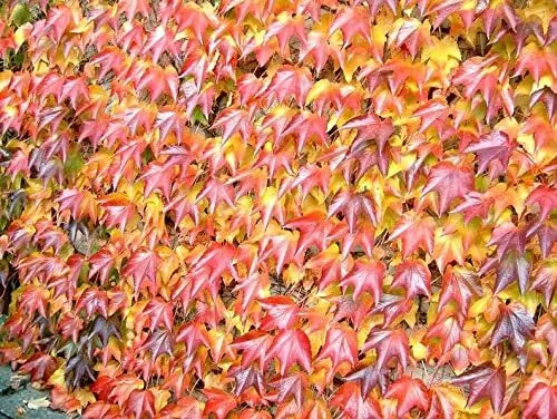 Boston Ivy Seeds - 20 Pack - Japanese Creeper Ivy - Parthenocissus tricuspidata - Climbing Vine for Green Walls - Ships from Iowa