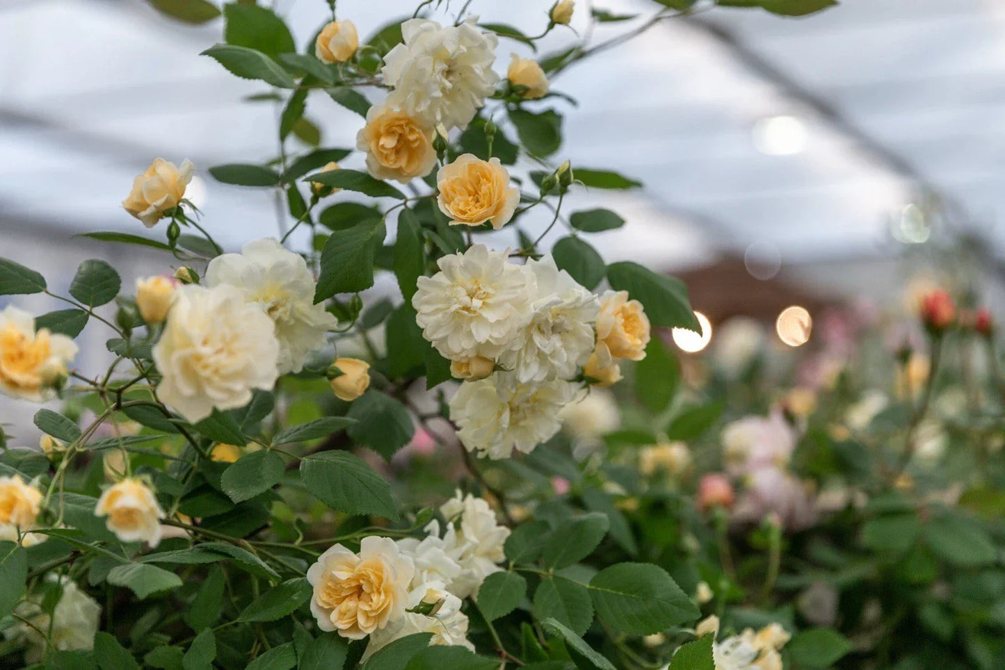Fragrant English Rambling Rose Cuttings - Auscanary Variety - Rosa 'Auscanary' - 3 Unrooted Cuttings for Gardens and Landscaping
