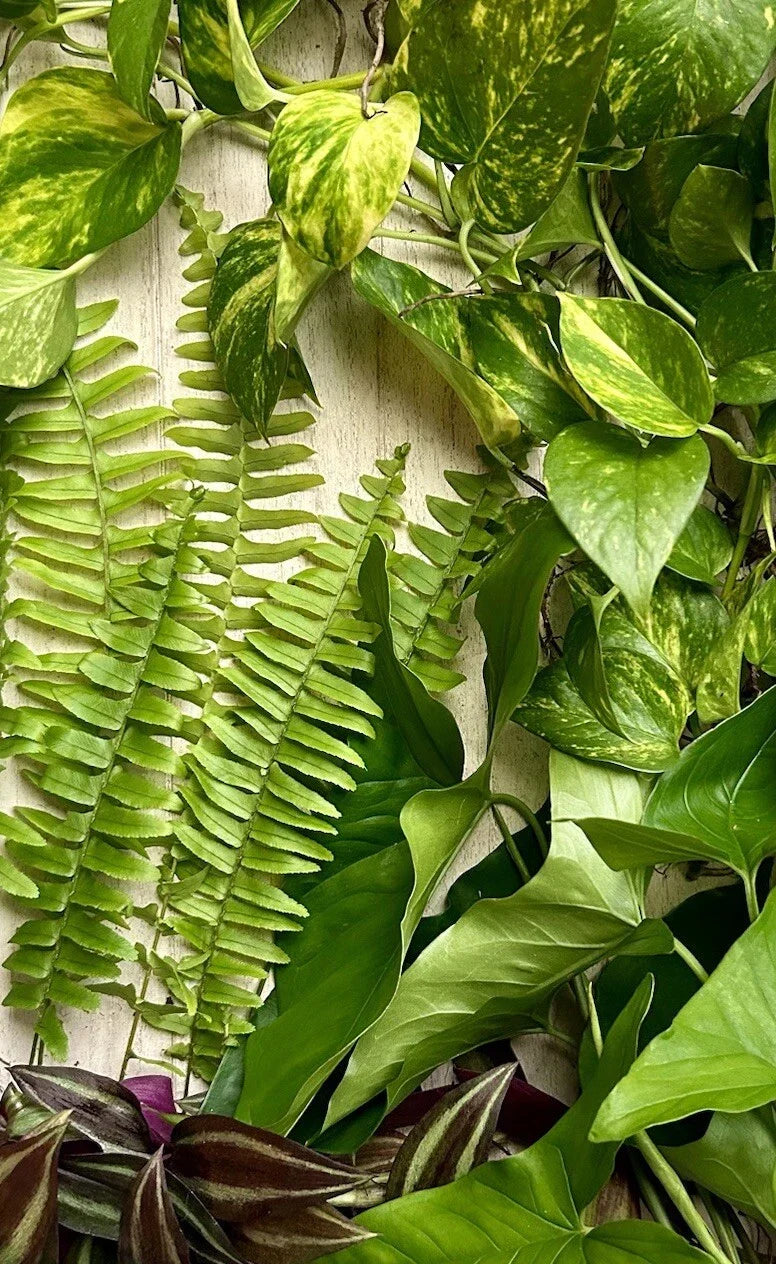 Live Rooted House Plant Cuttings 20 Pack - Easy Care Indoor Plants, Mixed Species for Home Decor