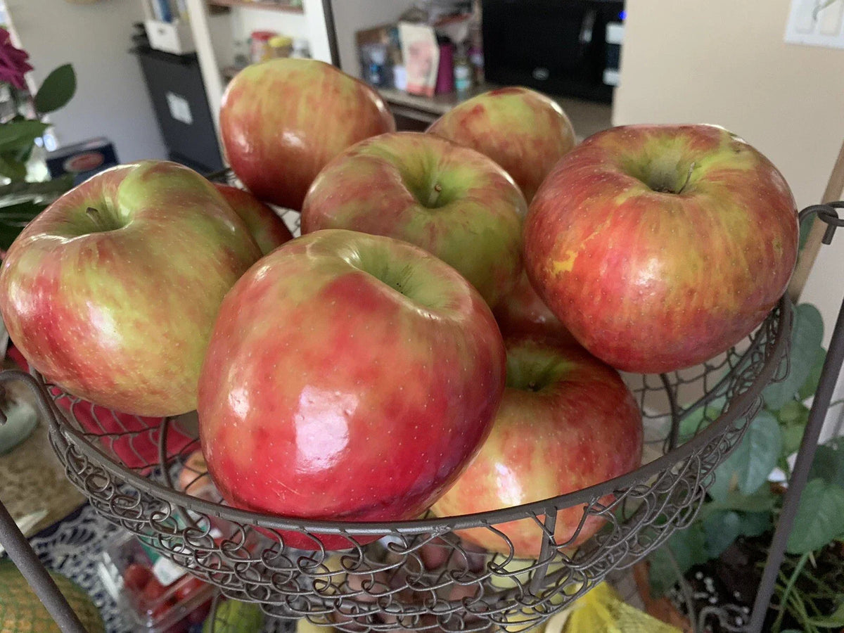 Honeycrisp Apple Seeds - Organic Non-GMO - Malus domestica - 5 Pack - Edible Fruit Tree for Home Gardening