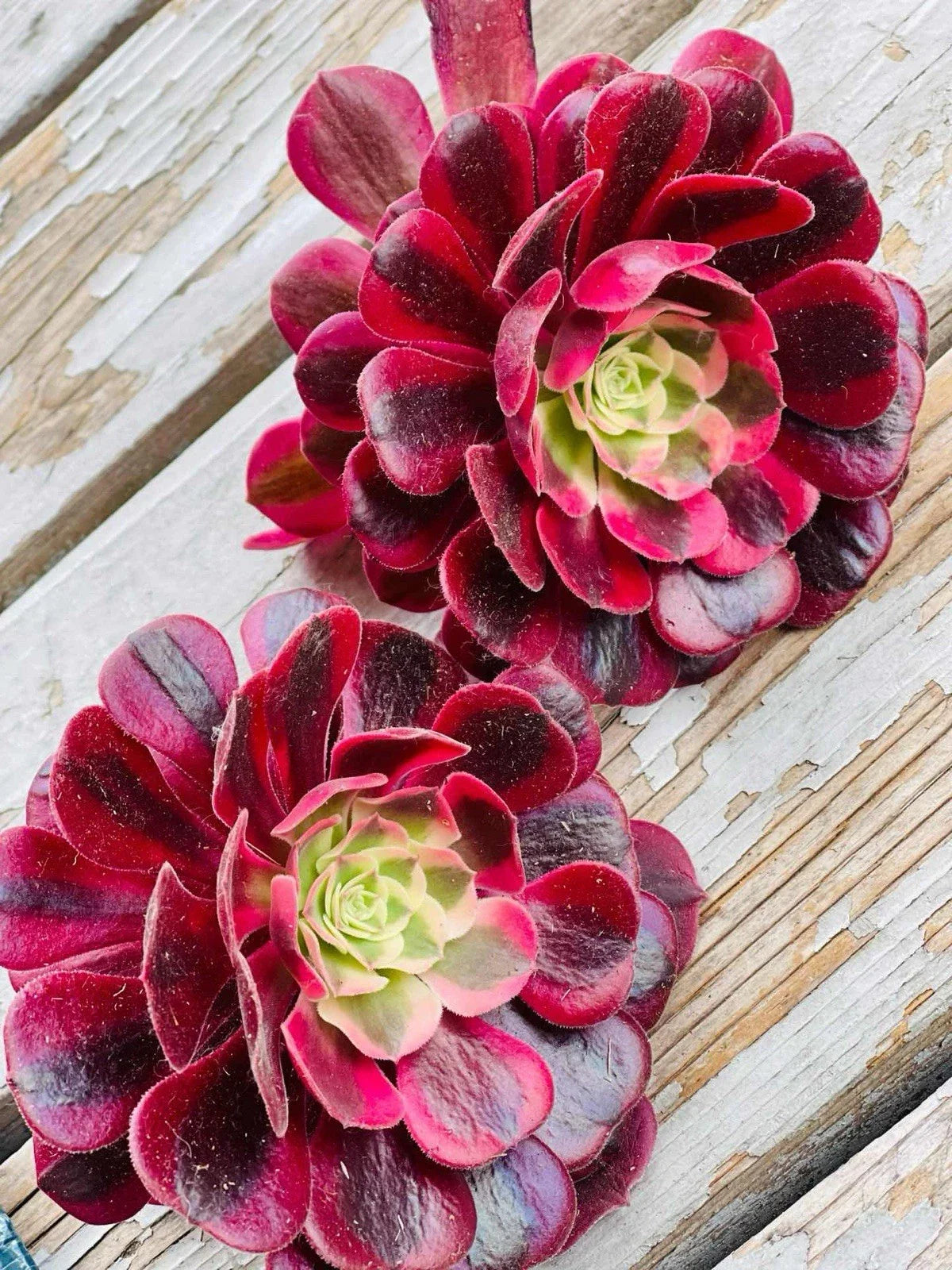 Rare Aeonium Cuttings 4” Variegated Medusa Succulent Aeonium variegatum - Unique Compact Rosette for Collectors