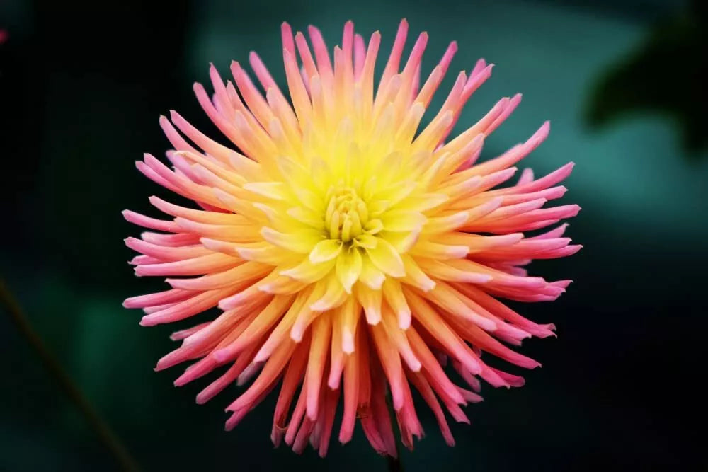 Cactus Dahlia Seeds - 50+ Mixed Color - Dahlia pinnata - USA Grown, Ships from Iowa