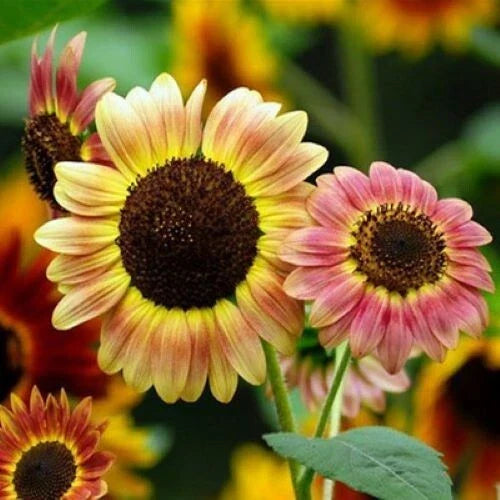 Autumn Beauty Sunflower Seeds Packet - 50+ Colorful Flowers for Gardens - Helianthus annuus - USA Grown, Non-GMO