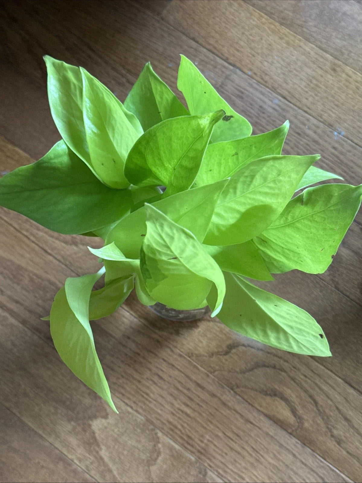 Rooted Green Pothos Cuttings - Trailing Vine - Epipremnum aureum - Easy Care Indoor Plant for Home Decor