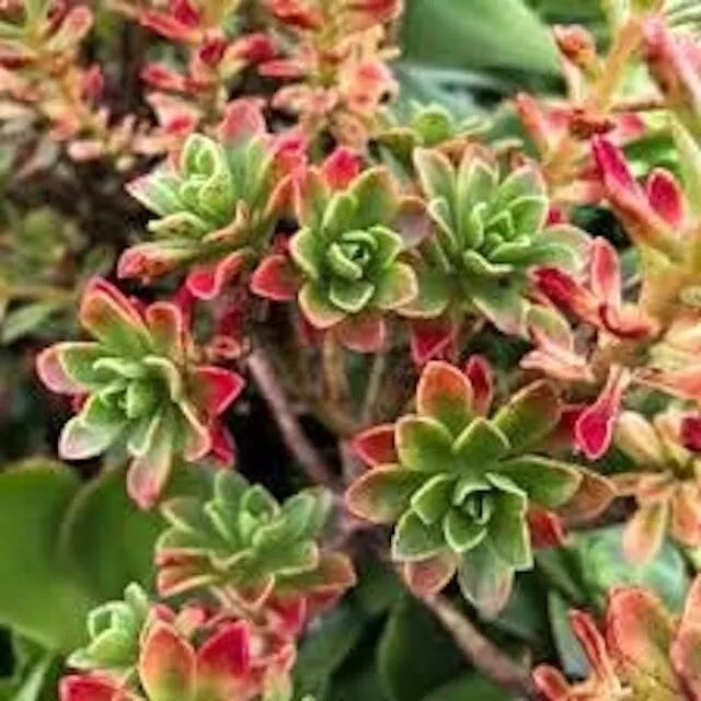 Aeonium Spathulatum Succulent Seeds - 20 Count - Drought-Resistant Green Foliage - Easy Care Plant for Indoor/Outdoor Gardening