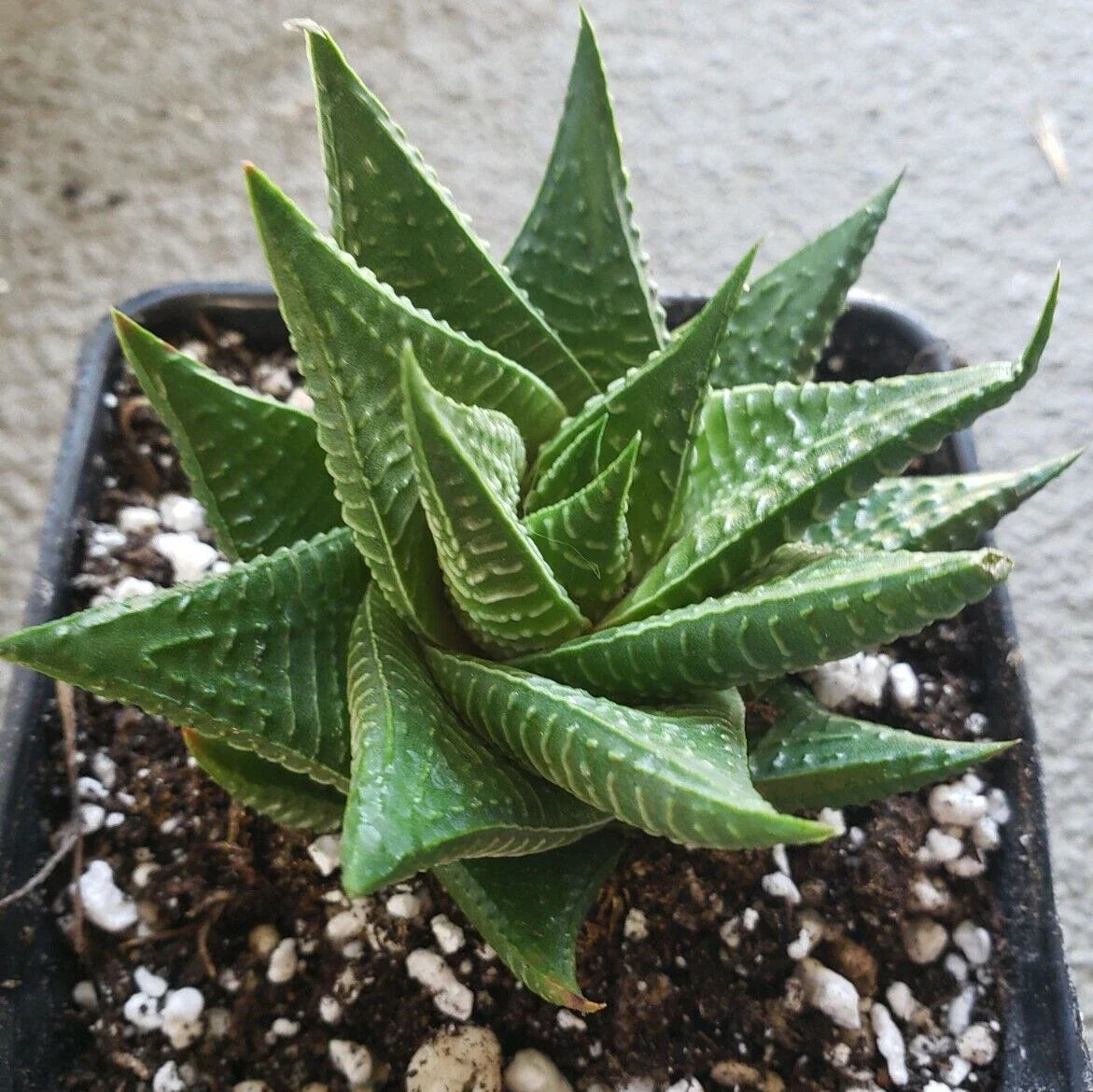 Gasteria Limifolia Potted Plant - 5" Diameter Fairy Washboard Succulent - Indoor Plant Decor - Low Maintenance Greenery