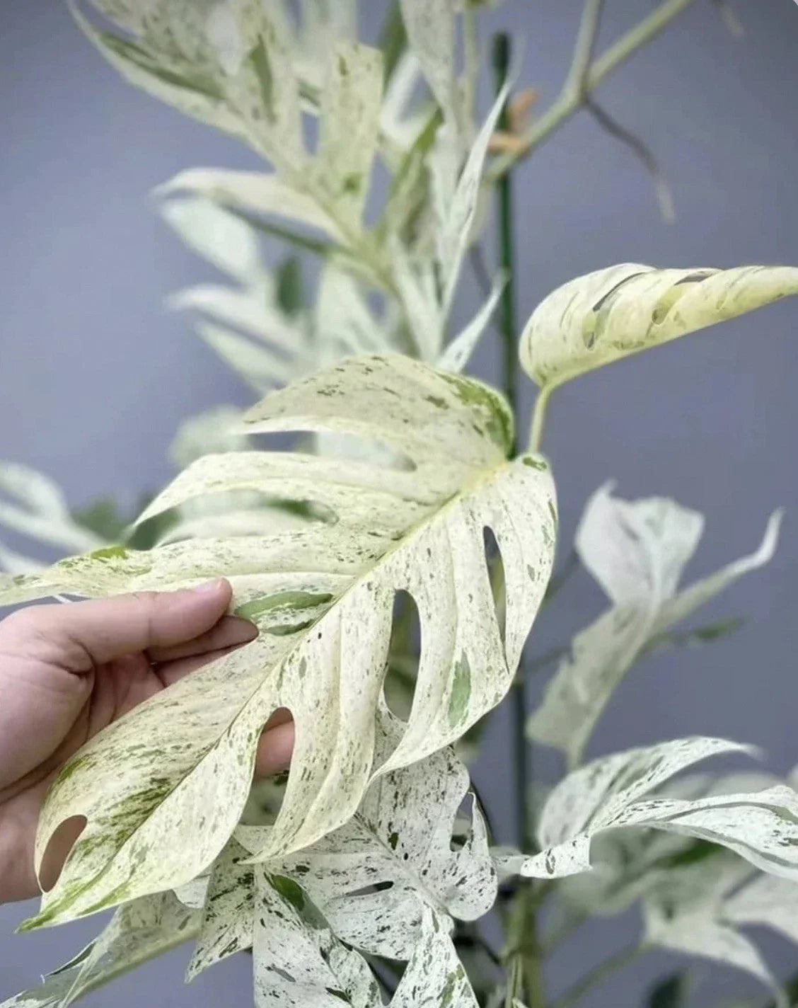 Marble Pothos Cutting - Rare Epipremnum Pinnatum - Indoor Houseplant Cutting - Unique Marbled Foliage - Easy Care Plant