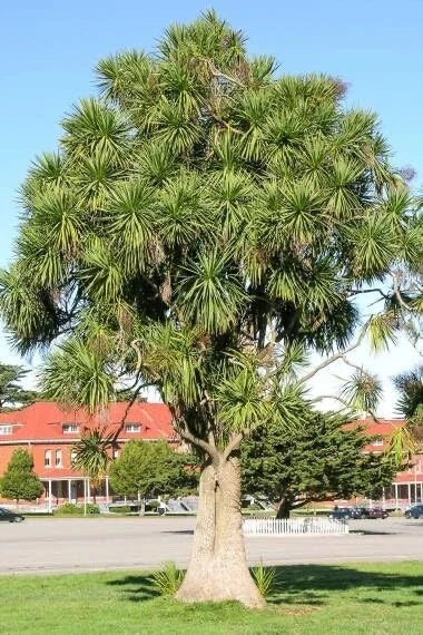 Cabbage Palm Tree Seeds 30 Count - Cordyline Australis - Tropical Garden Planting, Landscape Use