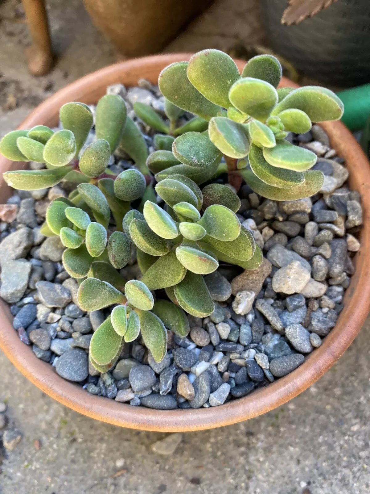 8 Crassula Sericea Var. Veluntia Succulent Cuttings - Unique Velvety Green Leaves for Easy Propagation and Indoor/Outdoor Use