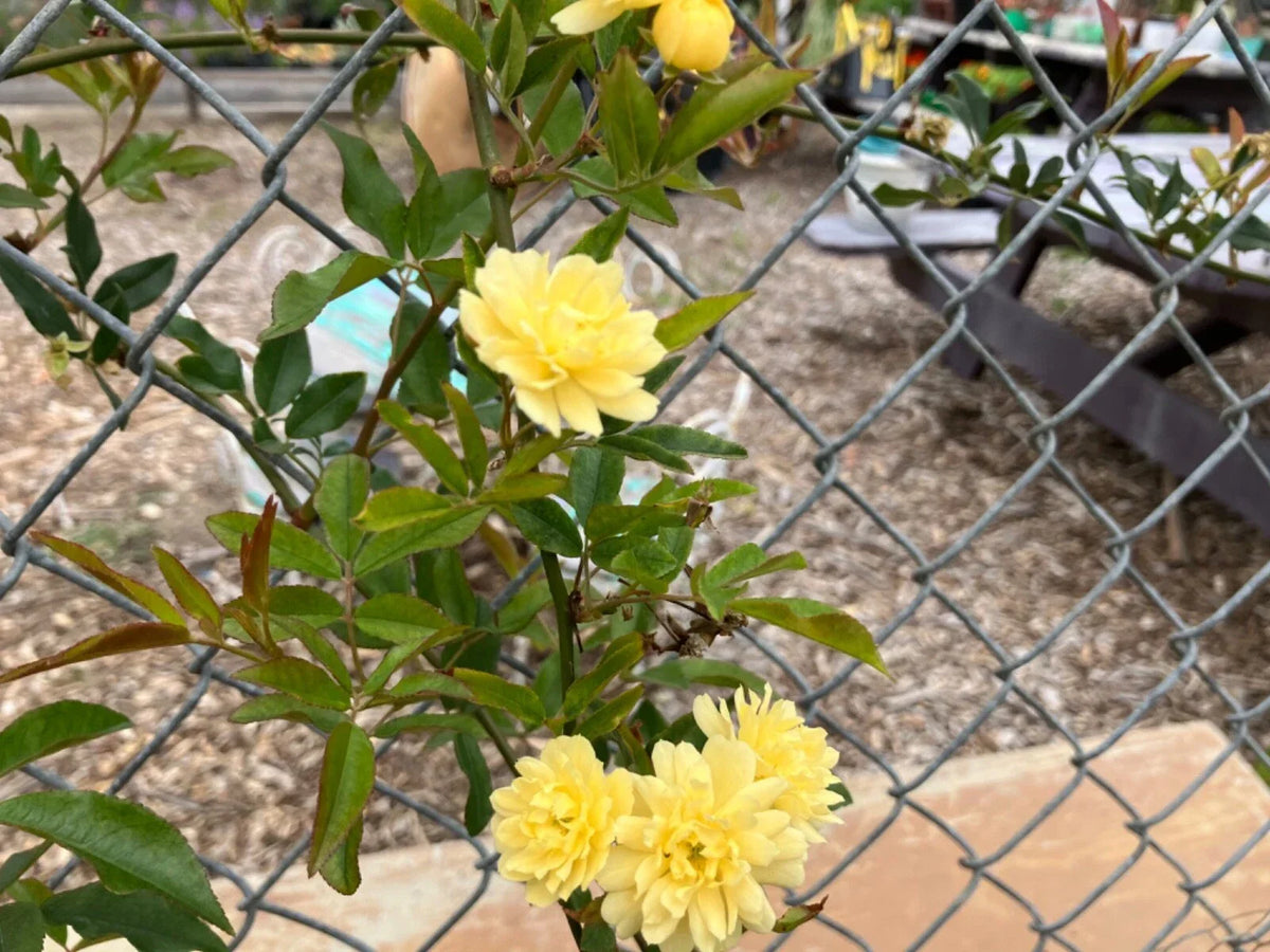 Yellow Lady Banks Rose Cuttings (4) Thornless, Fresh 5-6 Inch Rooting Cuttings, Rosa banksiae 'Lutea' - Vibrant Yellow Blooms