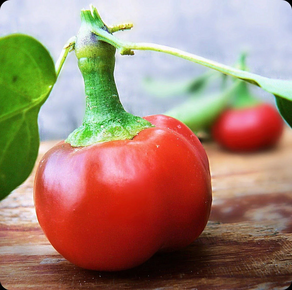 Large Red Cherry Hot Pepper Seeds - Spicy Variety 3,000-5,000 Scoville - Capsicum annuum - 20 Seed Packet
