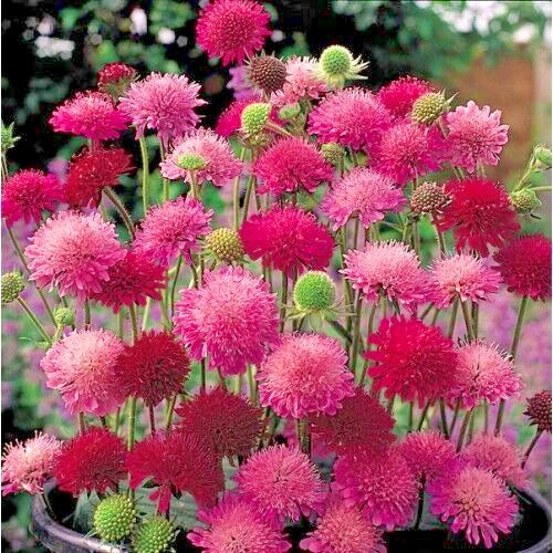 Knautia Pincushion Flowers Seeds, 118 Mixed Seeds, Red Pink Lavender, Knautia macedonica, Easy to Grow Garden Flowers