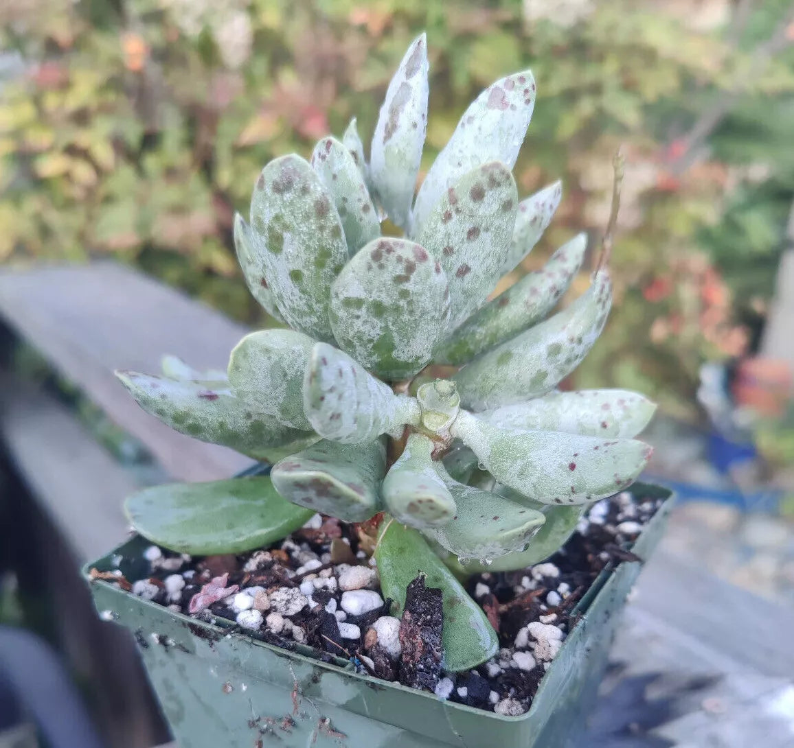 Adromischus Cooperi Plover Egg Plant | 4" Rare Succulent in Pot | Unique Speckled Leaves | Low-Maintenance Indoor/Outdoor Plant