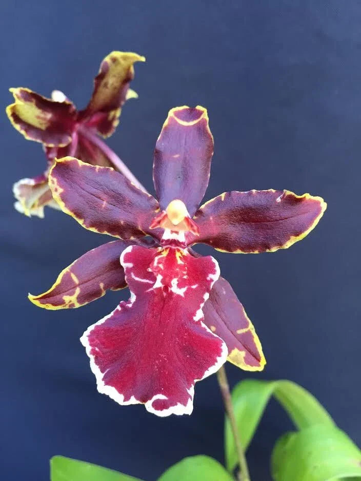 Oncostele Wildcat 'Bobcat' Orchid Plant 2.5" Pot - Bright Yellow with Maroon Spots - Oncidium Type