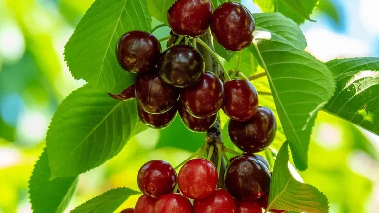 Sweetheart Cherry Seeds, 10+ Pack, Prunus avium, Non-GMO, Garden Planting, Fast Shipping, USA
