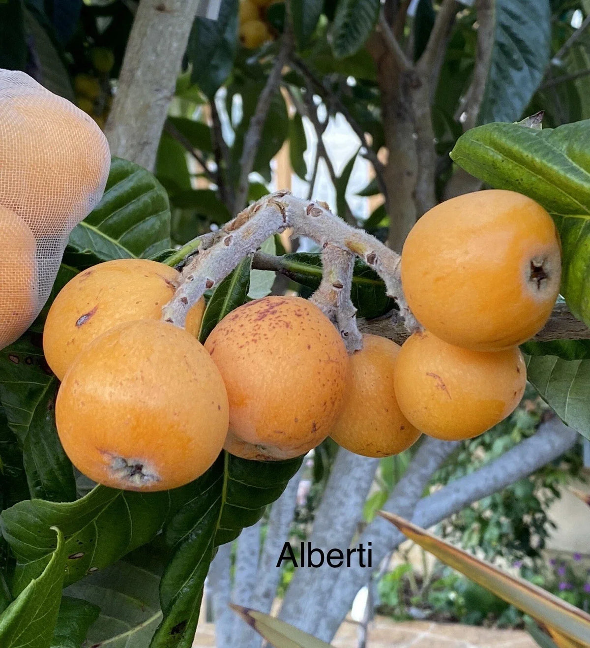 Loquat Scions for Grafting - 3 Cuttings - Sweet Alberti Variety - Eriobotrya japonica - Perfect for Home Gardens and Orchards