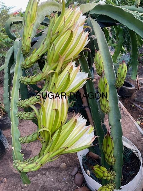 Dragon Fruit Cuttings 8"-12" Varieties - Hylocereus spp. - White, Red, Yellow Fleshed Cactus for Home Gardening