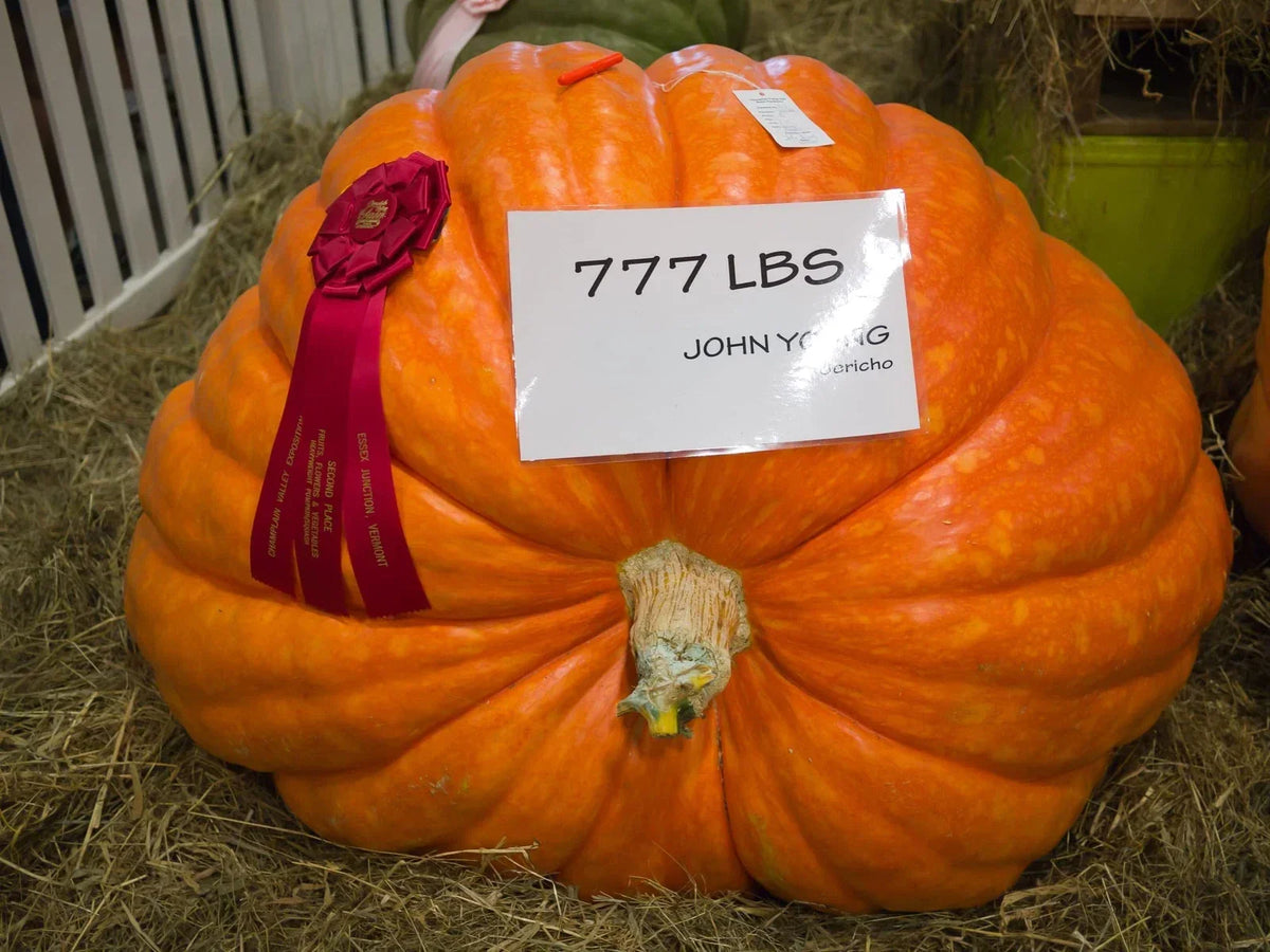 Colossal Pumpkin Seeds 15 Count - Cinderella Variety - Cucurbita maxima - Grow Giant Pumpkins for Competitions and Decor
