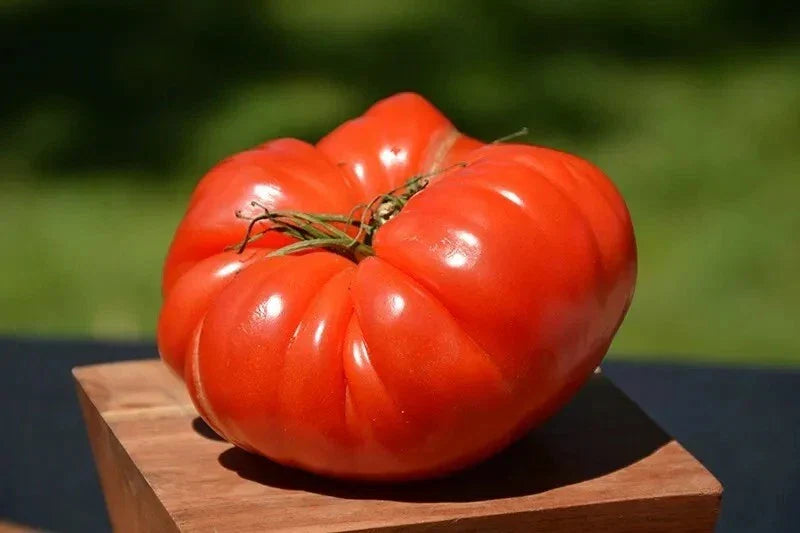 German Johnson Tomato Seeds - 120+ Non-GMO Organic Heirloom - Solanum lycopersicum - Perfect for Home Gardening