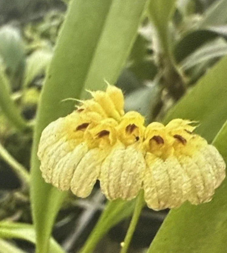 Bulbophyllum Auratum Orchid Plant in 2-Inch Pot - Exotic Tropical Flowering Orchid - Bulbophyllum auratum