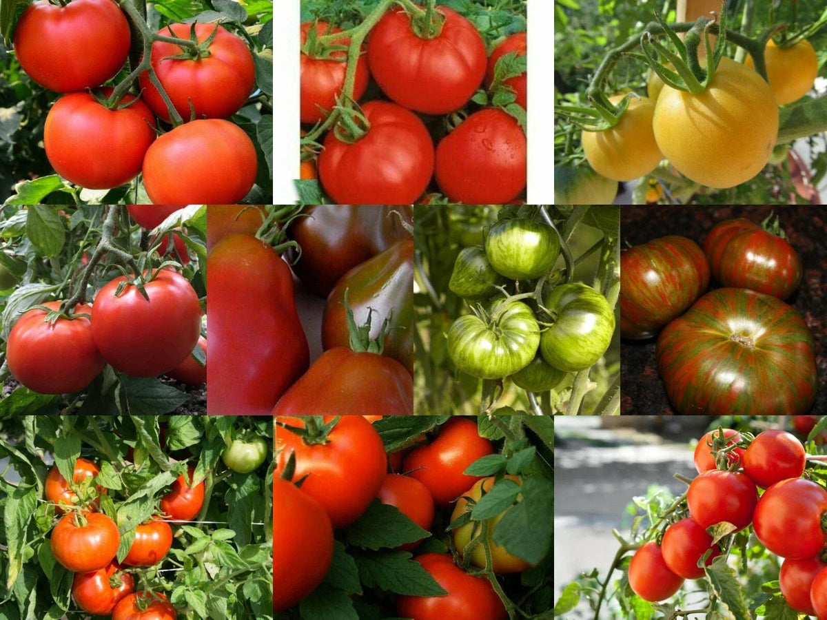 Medium Tomato Seeds - Rare & Common Varieties - Solanum lycopersicum - Vibrant Colors for Home Gardening