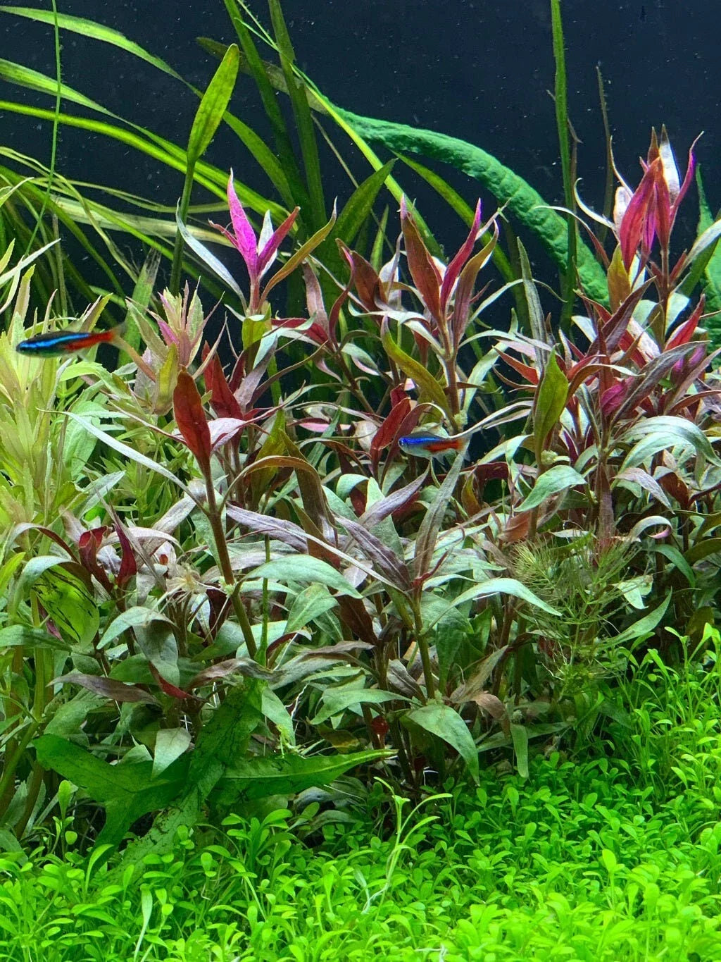 Telanthera Plant 5" Pot Roseafolia Alternanthera reineckii Live Aquatic Plant for Freshwater Aquariums
