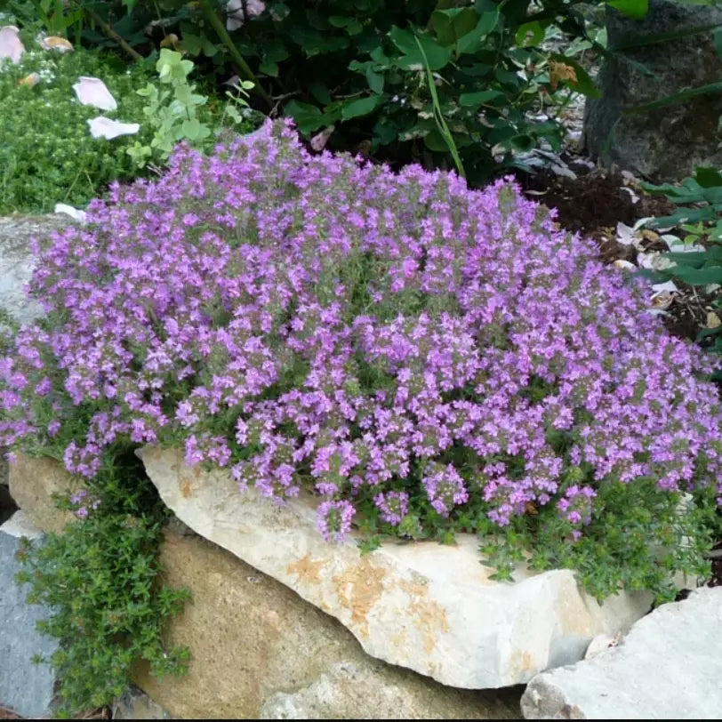 Creeping Thyme Seeds - 2000 Non-GMO Lavender Groundcover - Thymus serpyllum - Purple Flower Perennial for Gardens