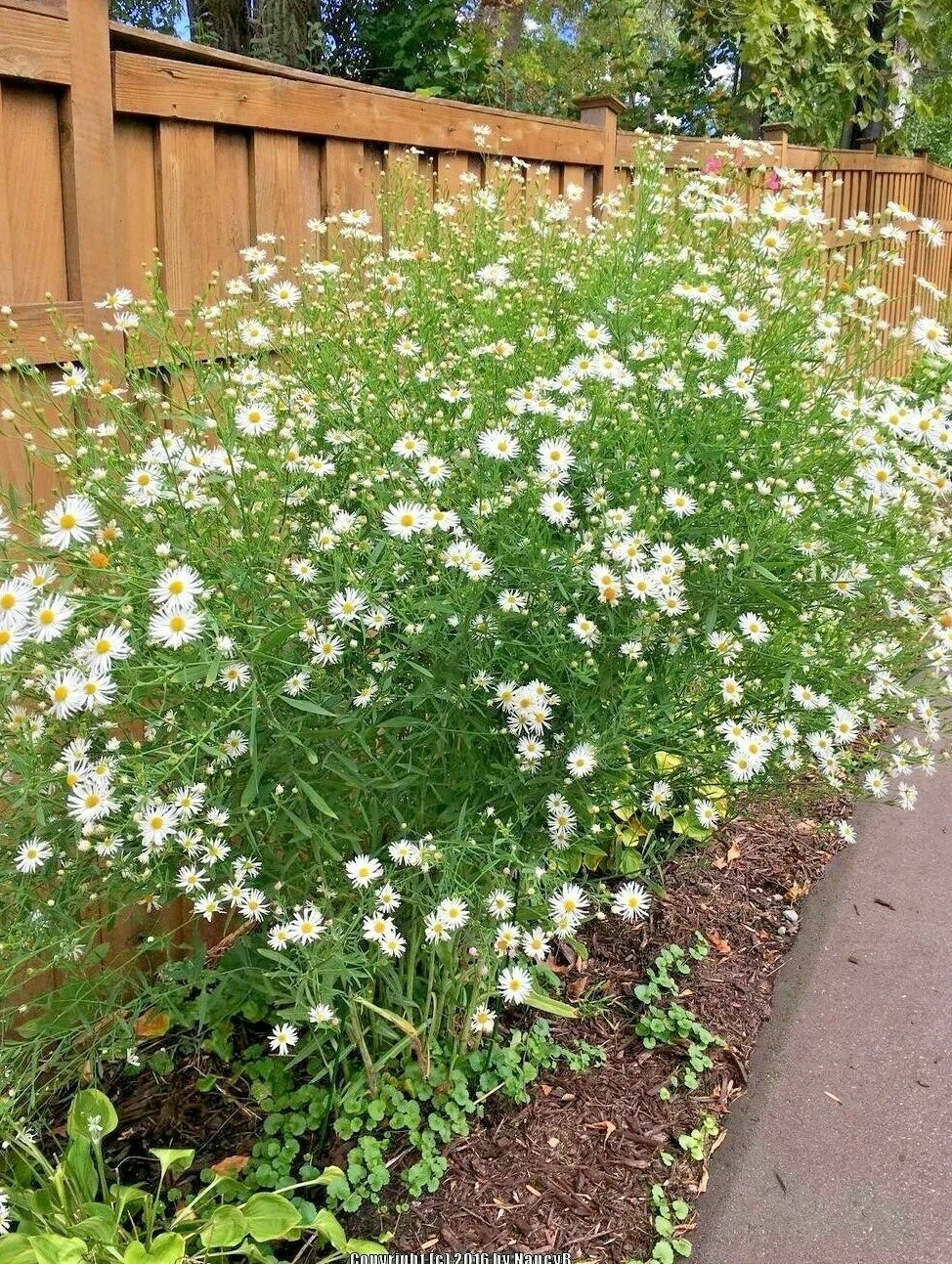 False Aster Seeds - 201+ Perennial Native Wildflower for Poor Soils - Boltonia asteroides - Summer & Fall Garden