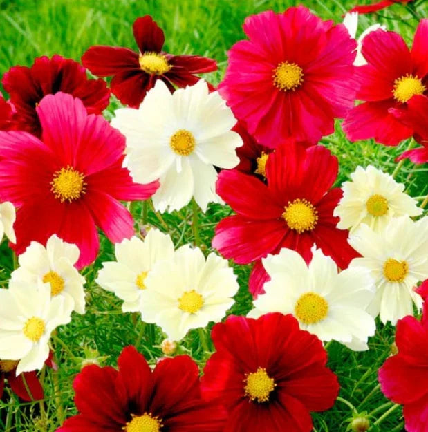 Cosmos Seeds 100 Non-GMO Rubies Sunshine Red Flowers for Pollinators Cosmos bipinnatus