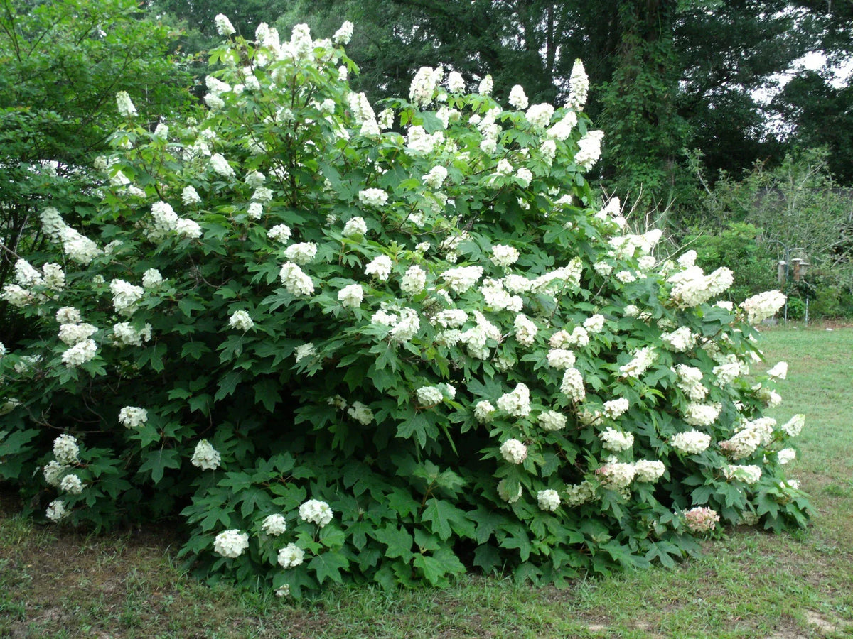 Okleaf Hydrangea Seeds - 500+ Premium Seeds - Hydrangea quercifolia - Oakleaf Variety for Garden Planting