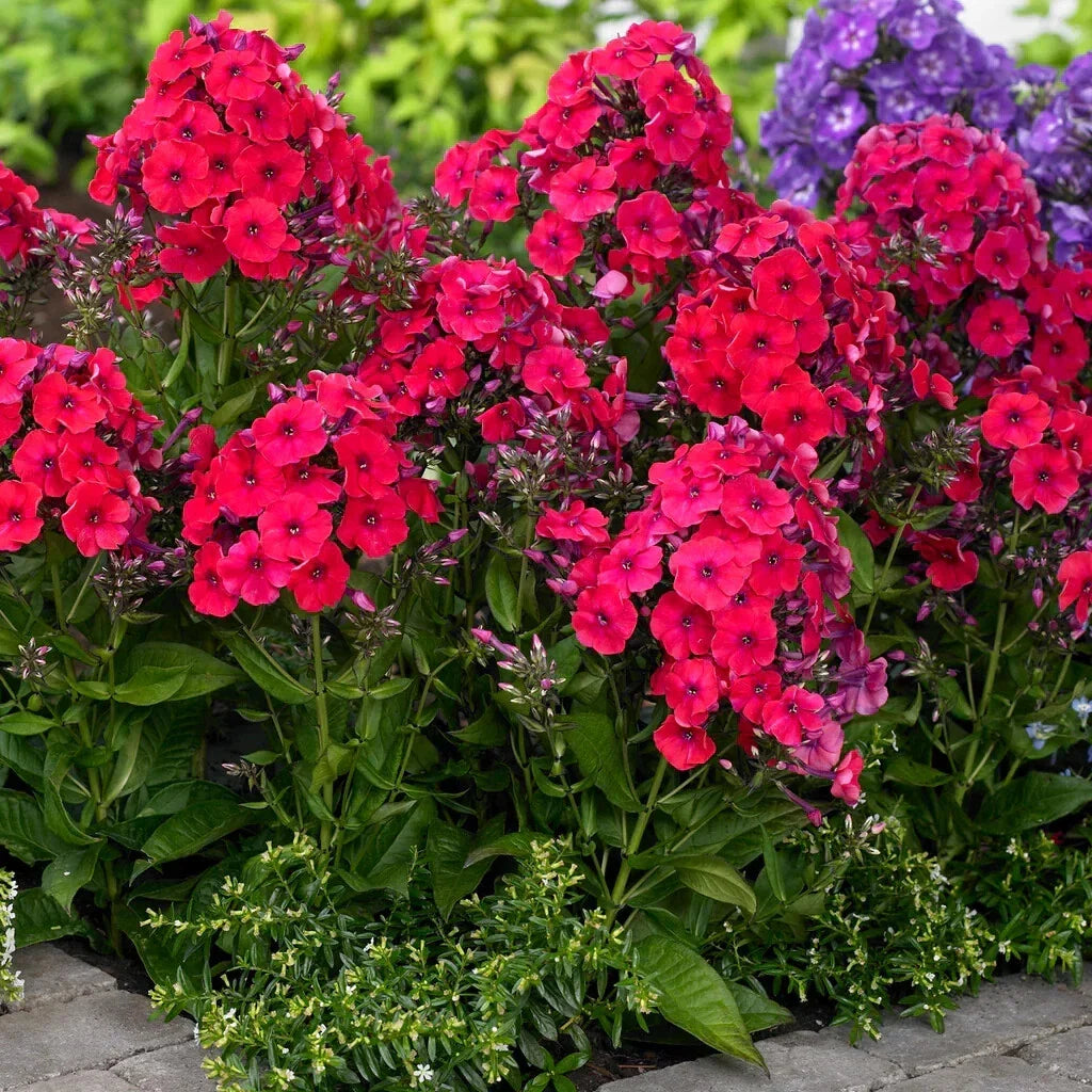 Red Riding Hood Phlox Seeds - 100+ Pack - Phlox subulata - Bright Red Blooms for Garden Planting - USA Grown
